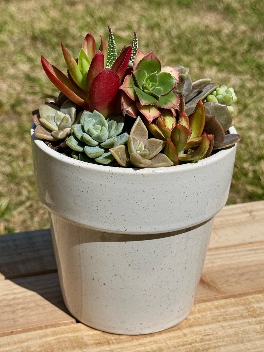 Vibrant Multi-Succulent Arrangement in Spotted Ceramic Pot